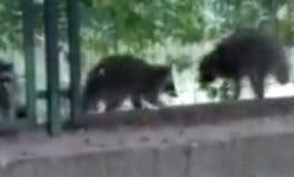 Mapaches merodeando por el Barrio de la Estación de Coslada