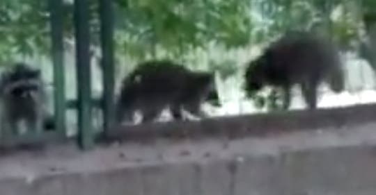 Mapaches merodeando por el Barrio de la Estación de Coslada