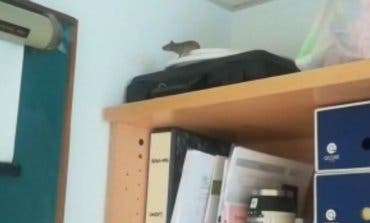 Denuncian la aparición de ratas y ratones en el Hospital de Guadalajara
