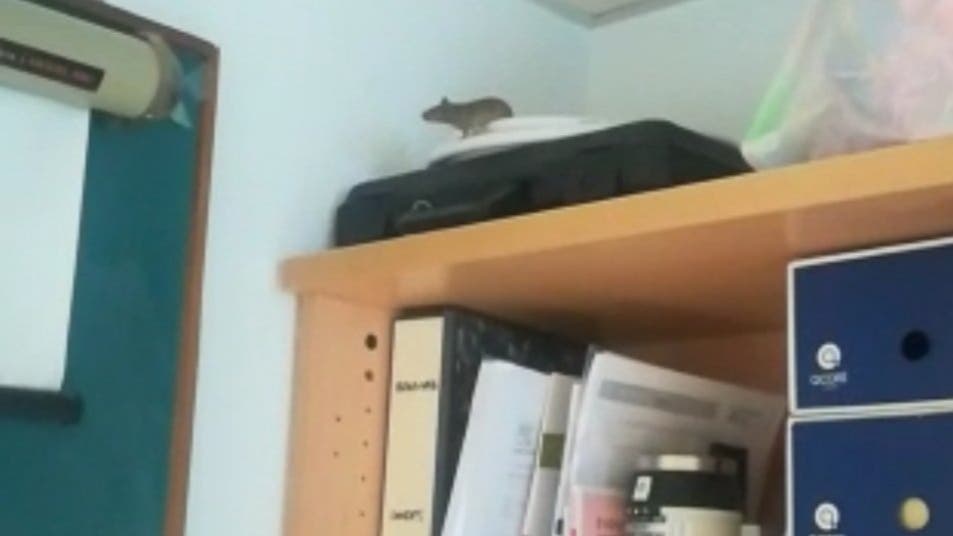 Denuncian la aparición de ratas y ratones en el Hospital de Guadalajara