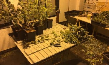 Dos detenidos y una plantación de marihuana desmantelada en Arganda