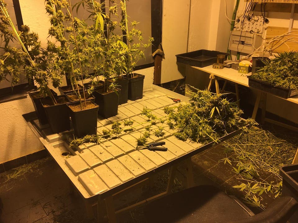 Dos detenidos y una plantación de marihuana desmantelada en Arganda