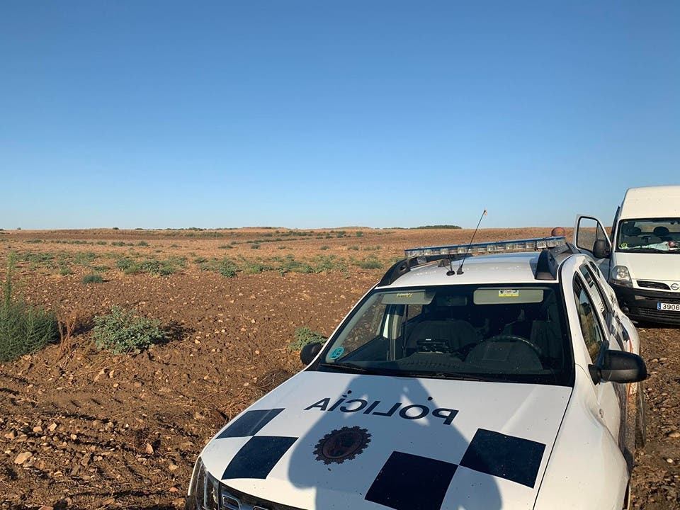 Desmantelan en Daganzo una plantación de estramonio, planta utilizada para fabricar burundanga