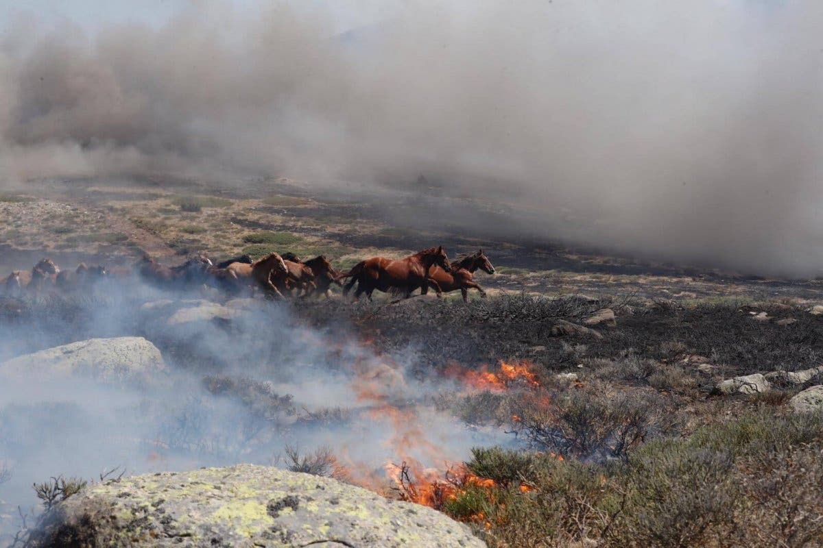 El piloto que salvó a 27 caballos de morir quemados en el incendio de La Granja