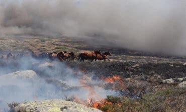 El piloto que salvó a 27 caballos de morir quemados en el incendio de La Granja