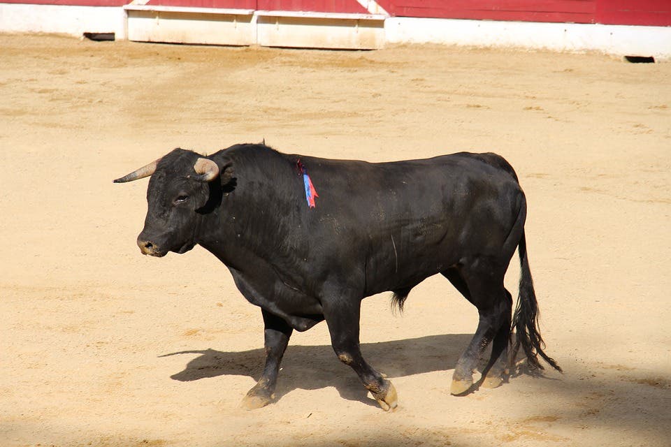 Vox lamenta la ausencia de festejos taurinos en Alcalá de Henares
