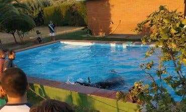 Un toro de un encierro en Guadalajara acaba en la piscina de un chalé