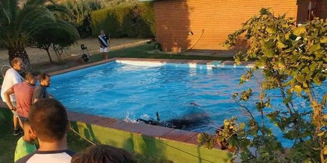 Un toro de un encierro en Guadalajara acaba en la piscina de un chalé