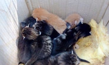 Abandonan a siete gatitos junto a un contenedor en Villalbilla