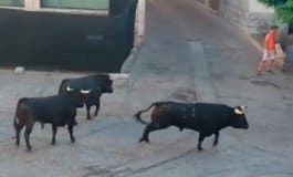 Once heridos, entre ellos un cura corneado, en el encierro de Pastrana