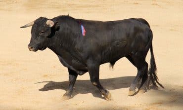 Ponce, Castella, Ureña, Ferrera, Román, Ventura... en la Feria Taurina de Guadalajara