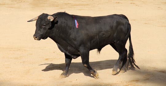 Un joven de 19 años herido grave por asta de toro en los encierros de Moralzarzal