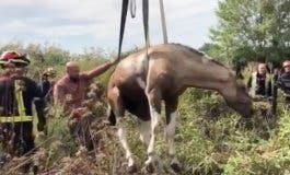 Rescatan a un caballo atrapado en una acequia en Mejorada del Campo