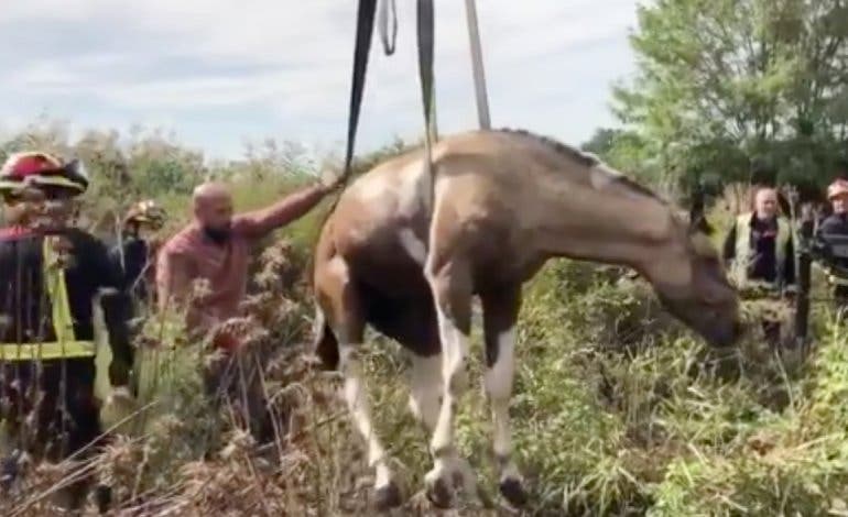 Rescatan a un caballo atrapado en una acequia en Mejorada del Campo