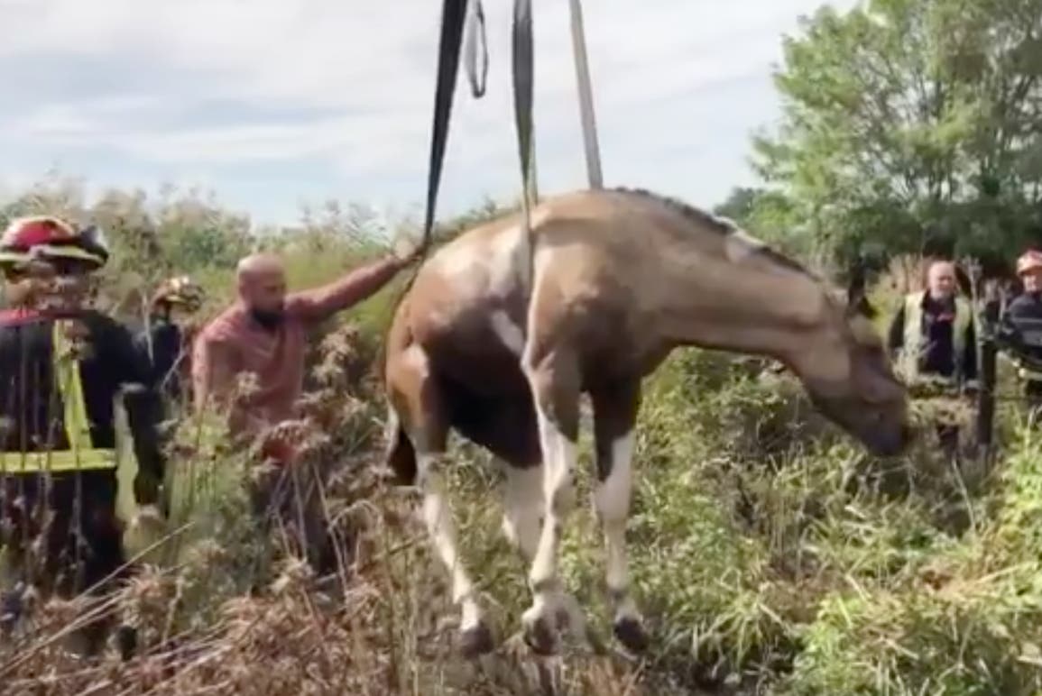 Rescatan a un caballo atrapado en una acequia en Mejorada del Campo