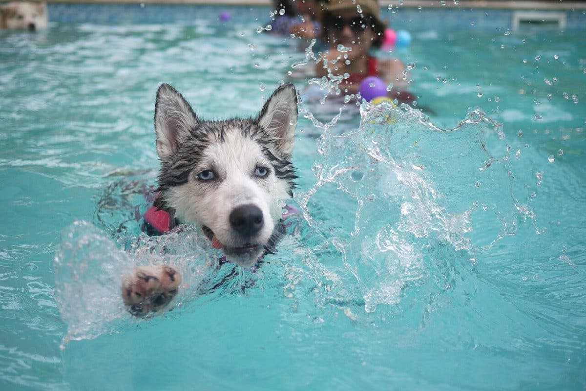 Paracuellos organiza un chapuzón perruno en la piscina municipal