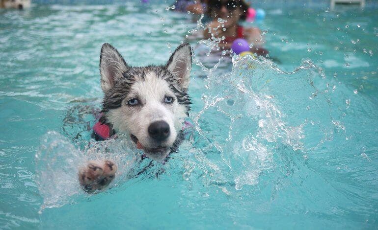 Paracuellos organiza un chapuzón perruno en la piscina municipal