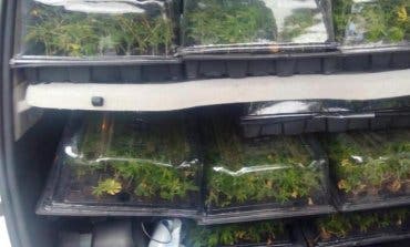 Detenido en Madrid un conductor cuando transportaba 1.300 plantas de marihuana