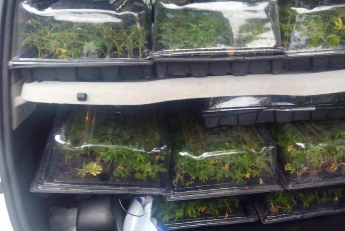 Detenido en Madrid un conductor cuando transportaba 1.300 plantas de marihuana