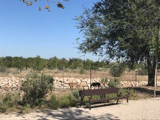 Alcalá de Henares estrena área canina en el Gran Parque de Espartales