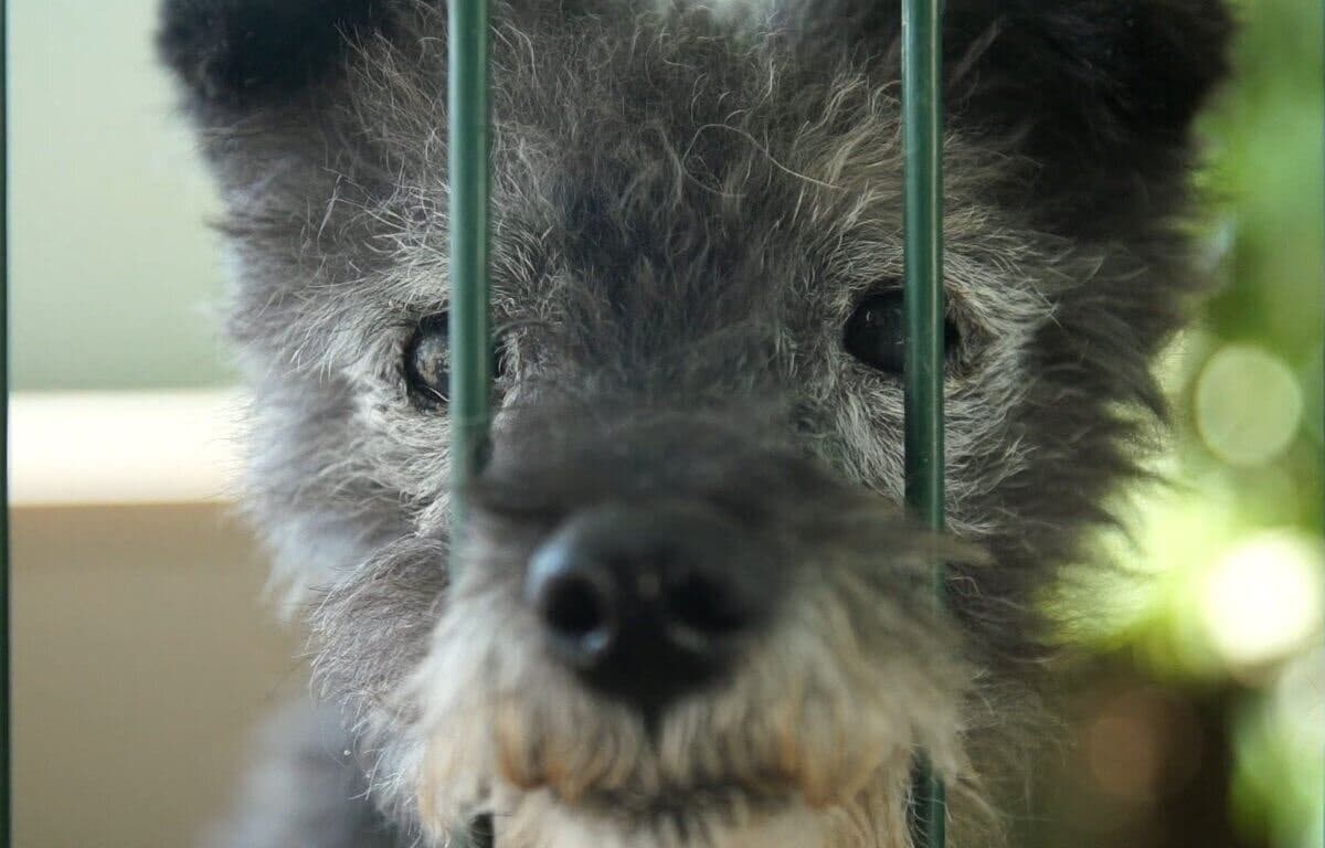 Los madrileños han adoptado más de 2.700 animales en el primer semestre del año