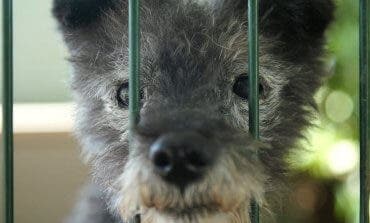 Los madrileños han adoptado más de 2.700 animales en el primer semestre del año