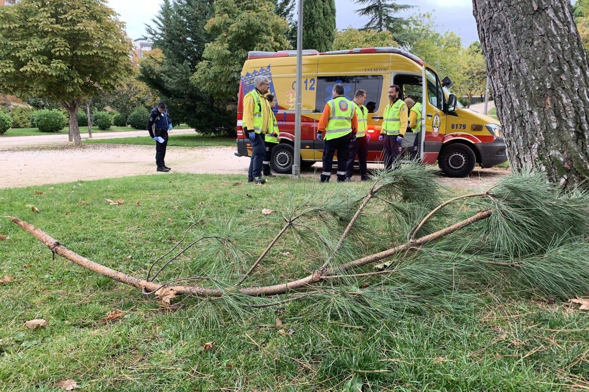 Herido grave tras caer de un pino en un parque de Madrid