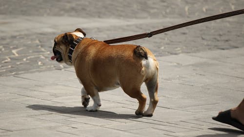 Tener perro en Alcalá de Henares será más caro con el ADN canino