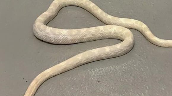 Susto en una vivienda de Torrejón al encontrarse una enorme serpiente