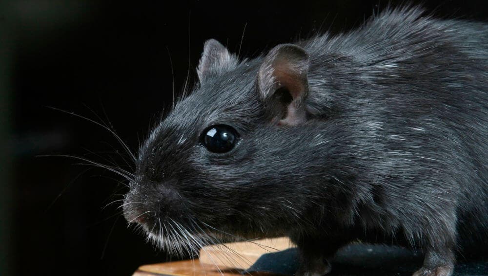 Alertan de la presencia de rata negra en Madrid