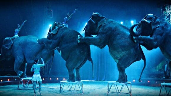 El circo con animales regresa a Madrid tras la prohibición de Carmena