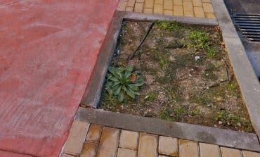 Coslada planta más de 200 árboles en alcorques vacíos 