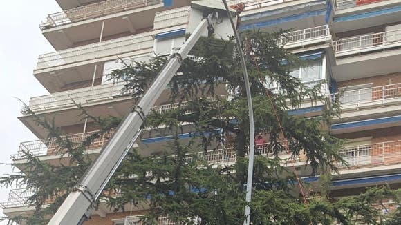 Retiran un nido de cotorra argentina de 100 kilos de peso