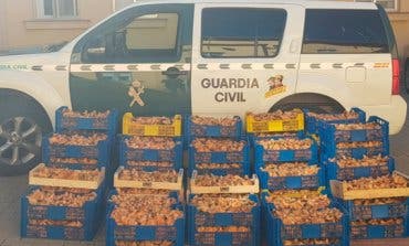 Incautados 3.500 kilos de níscalos recolectados de forma ilegal en Guadalajara