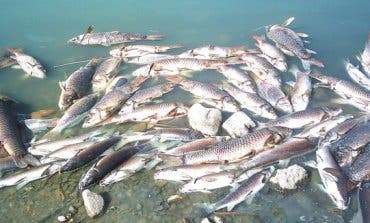 Aparecen cientos de peces muertos en la laguna de Velilla de San Antonio 