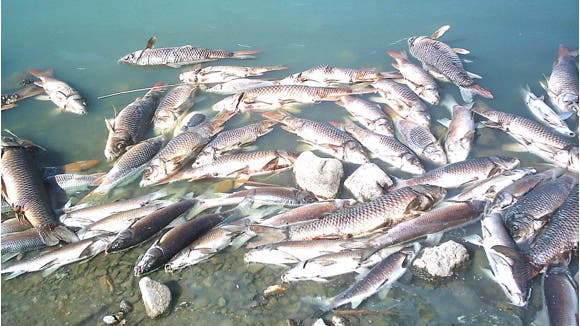 Aparecen cientos de peces muertos en la laguna de Velilla de San Antonio 