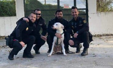 Rescatado en Alcalá de Henares un perro encerrado sin comida ni agua