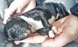 Abandonan ocho cachorros en Torrejón de Ardoz y dos mueren de frío
