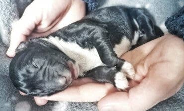 Abandonan ocho cachorros en Torrejón de Ardoz y dos mueren de frío