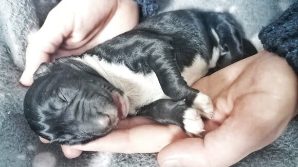 Abandonan ocho cachorros en Torrejón de Ardoz y dos mueren de frío