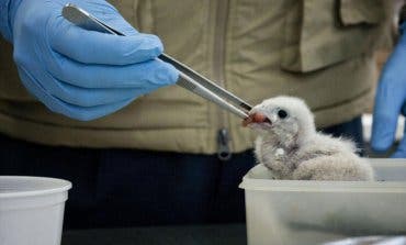 La Comunidad de Madrid atendió a 4.534 animales silvestres heridos en 2019