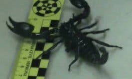 Hallan en un piso en Madrid varios escorpiones, uno muy peligroso
