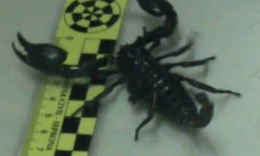 Hallan en un piso en Madrid varios escorpiones, uno muy peligroso