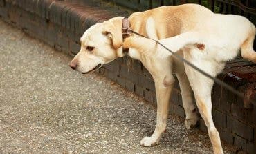 Los dueños de perros, obligados a limpiar sus orines en Torres de la Alameda