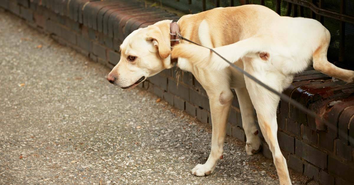 Los dueños de perros, obligados a limpiar sus orines en Torres de la Alameda