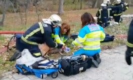 Logran salvar la vida de un perro tras un incendio en Madrid