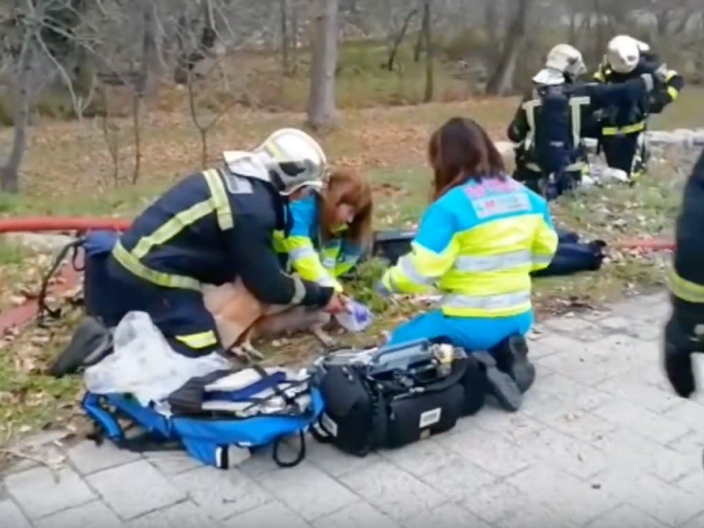 Logran salvar la vida de un perro tras un incendio en Madrid