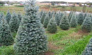 Torrejón recoge a domicilio los árboles navideños de los vecinos para replantarlos