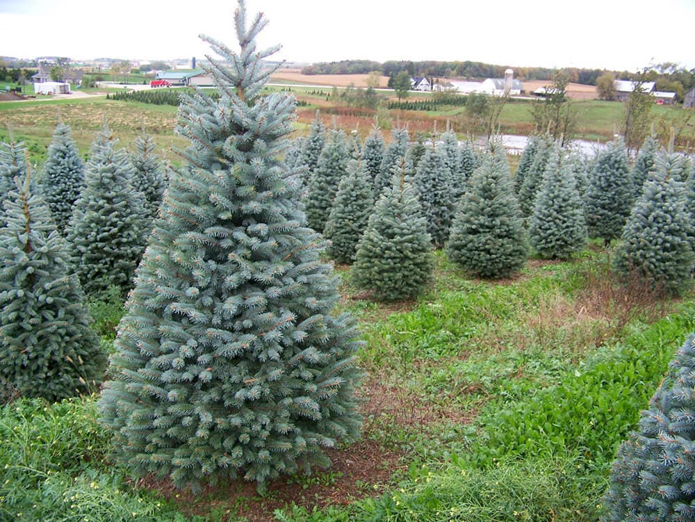 Torrejón recoge a domicilio los árboles navideños de los vecinos para replantarlos