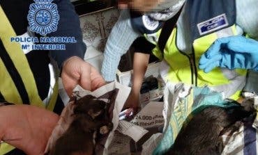 Rescatados 270 perros de dos criaderos ilegales desmantelados en Meco y Arganda